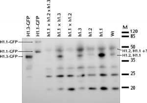 H1 | Histone H1 in the group Antibodies Plant/Algal  / DNA/RNA/Cell Cycle / Nuclear signaling at Agrisera AB (Antibodies for research) (AS11 1801)